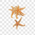 Sequin Starfish